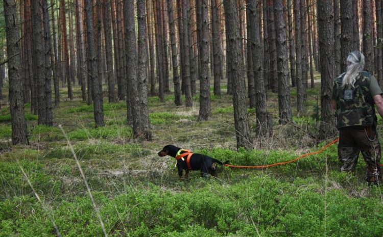 Jednodniowe warsztaty szkoleniowe dla tropowców i posokowców 12.09.2021